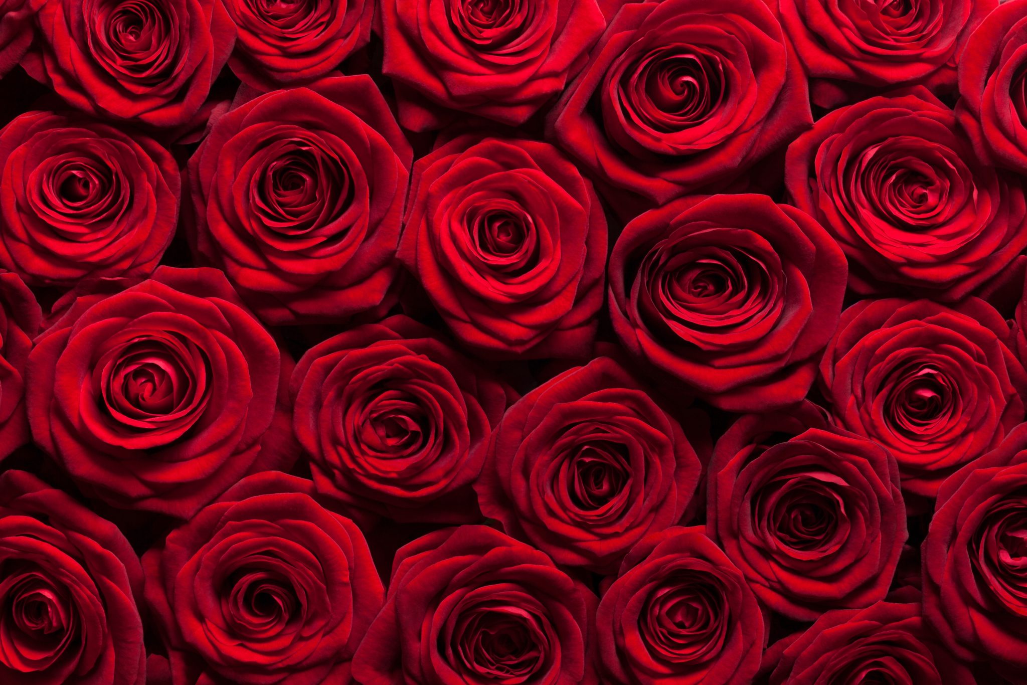 Red Rose Symbolism The Secret Life of Flowers Russian Flora Blog