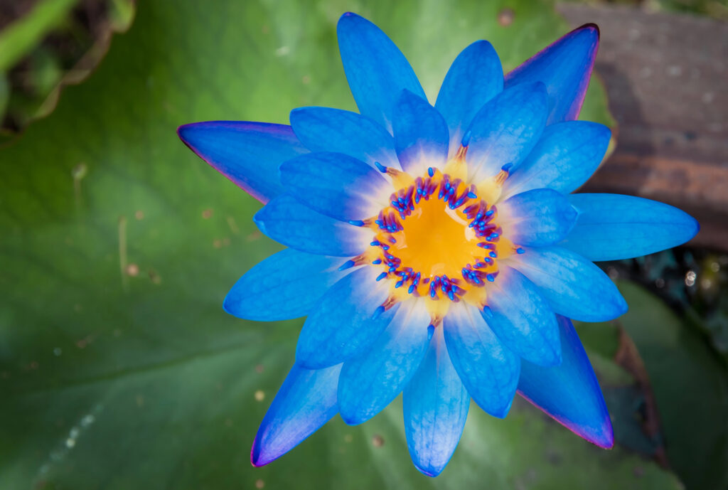 Close-up of the national flower of Egypt, blue lotus showing vibrant petals and details.